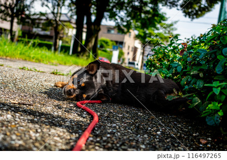 地面で寝転ぶ小型犬・チワワ・ミニピン 地面で寝転ぶ小型犬・チワワ・ミニピン 116497265