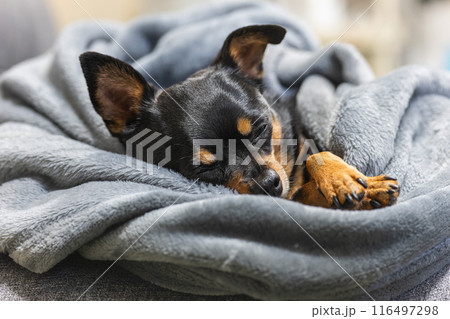 毛布で寝る小型犬・チワワ・ミニピン 116497298