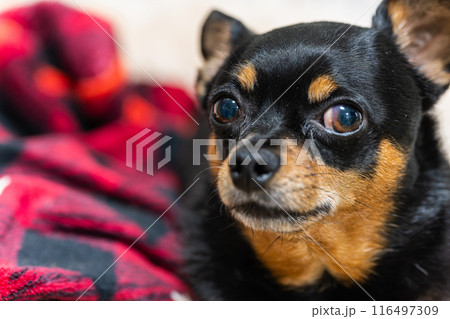 毛布で寝る小型犬・チワワ・ミニピン 116497309
