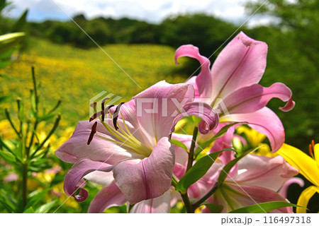 静岡県 可睡ゆりの園 ゆりの花 静岡県 可睡ゆりの園 ゆりの花 116497318