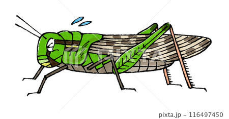 困るトノサマバッタ 困るトノサマバッタ 116497450