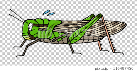 困るトノサマバッタ 困るトノサマバッタ 116497450