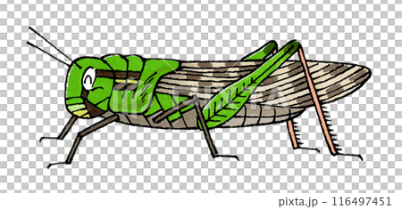 喜ぶトノサマバッタ 喜ぶトノサマバッタ 116497451