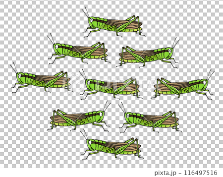 Locust Swarm Locust Swarm 116497516