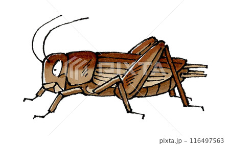 コオロギ 116497563