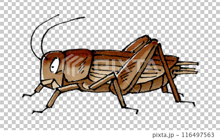 コオロギ 116497563