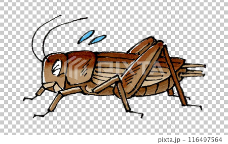 Troubled Cricket 116497564