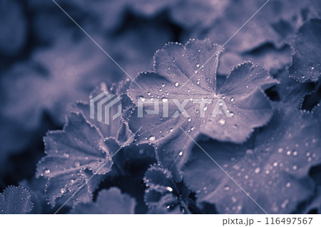 Leaves with drops Leaves with drops 116497567