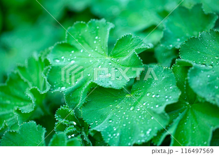 Leaves with drops Leaves with drops 116497569
