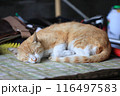 地域猫さん、ゆっくりお休み^ ^ 116497583