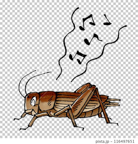 A cricket chirping happily A cricket chirping happily 116497651