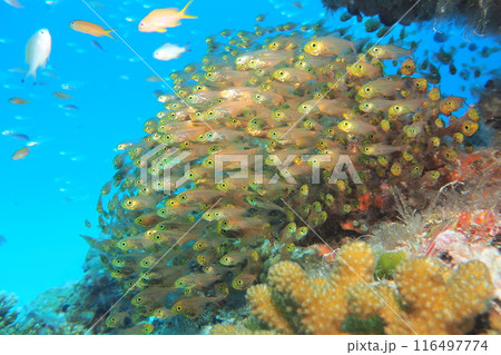珊瑚礁に群れるキンメモドキ 水中写真 珊瑚礁に群れるキンメモドキ 水中写真 116497774