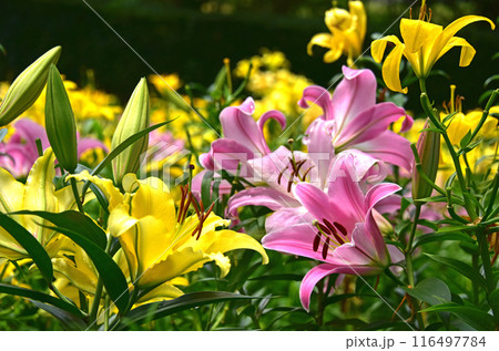 静岡県 可睡ゆりの園 ゆりの花 静岡県 可睡ゆりの園 ゆりの花 116497784