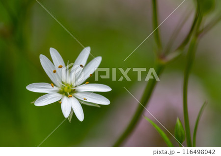 初夏に咲く白いカワイイ花　ハコベ 116498042