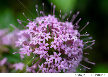 ピンクの可愛いハナクルマバソウ 116498043