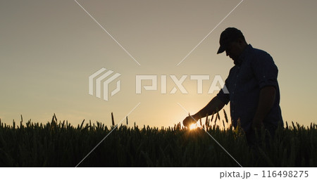 Silhouette of a farmer in a field of wheat, touches the ears with his hand Silhouette of a farmer in a field of wheat, touches the ears with his hand 116498275