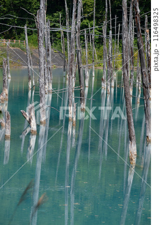 古木を映す夏の青い池 116498325