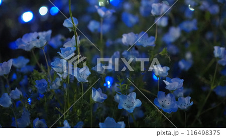 花と光のムーブメントのネモフィラ 花と光のムーブメントのネモフィラ 116498375