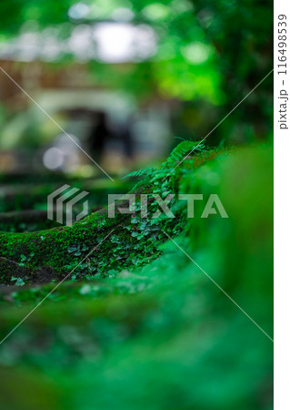 歴史の道の途中 歴史の道の途中 116498539