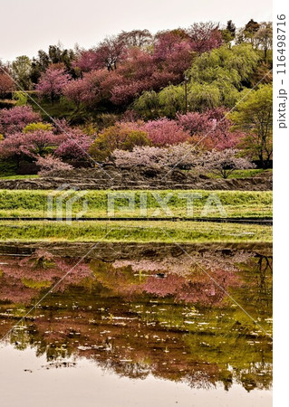 俱利伽羅不動寺西之坊鳳凰殿の八重桜 116498716