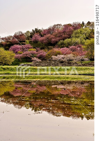 俱利伽羅不動寺西之坊鳳凰殿の八重桜 116498717