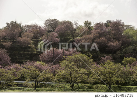俱利伽羅不動寺西之坊鳳凰殿の八重桜 116498719