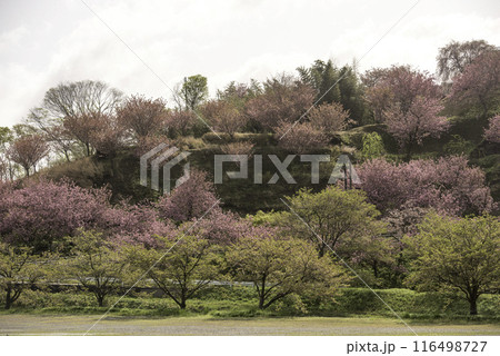 俱利伽羅不動寺西之坊鳳凰殿の八重桜 116498727