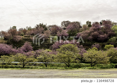 俱利伽羅不動寺西之坊鳳凰殿の八重桜 俱利伽羅不動寺西之坊鳳凰殿の八重桜 116498728