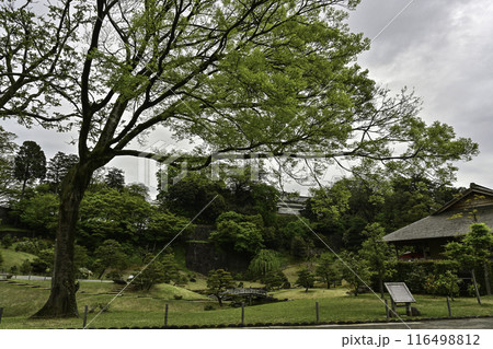 新緑が美しい金沢城玉泉院丸庭園 新緑が美しい金沢城玉泉院丸庭園 116498812