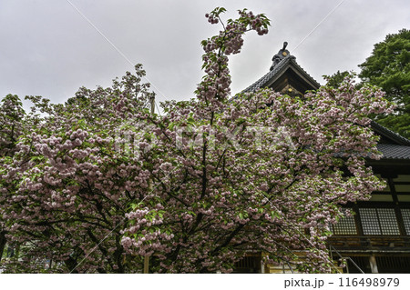 菊桜が見頃の尾山神社 116498979