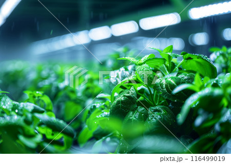 Greenhouse with IoT water sensors 116499019