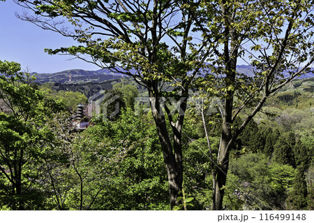 倶利伽羅峠の八重桜 116499148