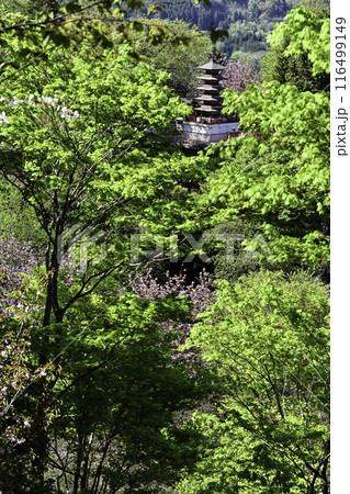 倶利伽羅峠の八重桜 116499149