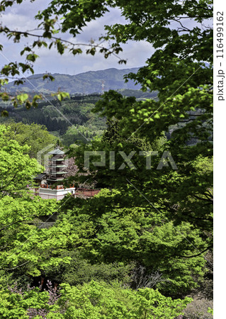 倶利伽羅峠の八重桜 116499162