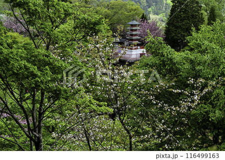 倶利伽羅峠の八重桜 116499163