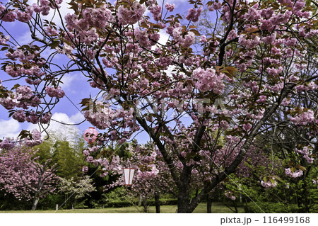 倶利伽羅峠の八重桜 倶利伽羅峠の八重桜 116499168