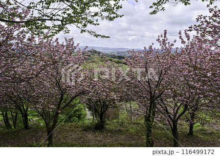 倶利伽羅峠の八重桜 倶利伽羅峠の八重桜 116499172