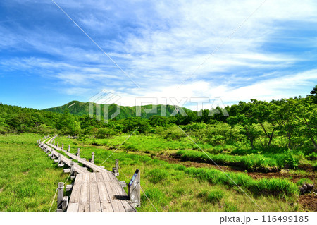 栃木県那須塩原市　夏の季節を迎える沼原湿原 116499185