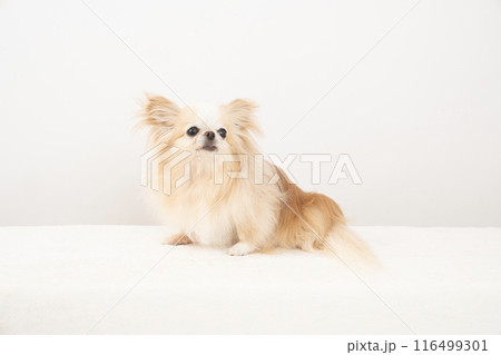 お座りしたチワワのラナ 116499301