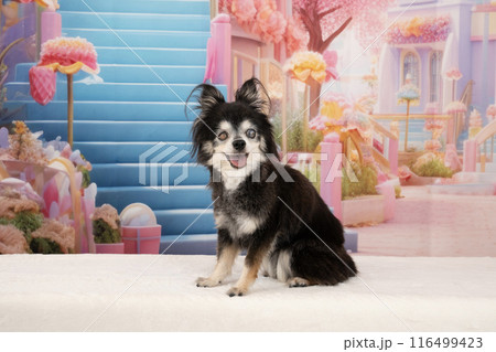 階段の前に立つチワワのモアナ 116499423