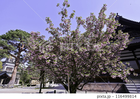 菊桜が見頃の尾山神社 菊桜が見頃の尾山神社 116499814