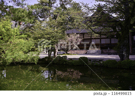 菊桜が見頃の尾山神社 116499815