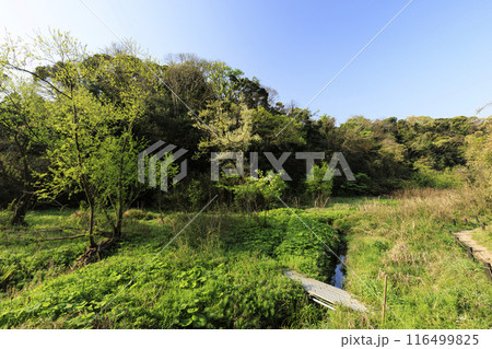 新緑・若草がまぶしい湿原小網代の森 116499825