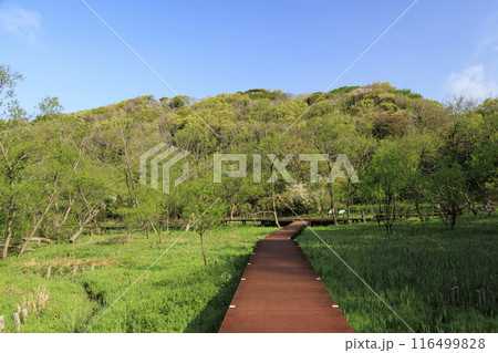 新緑・若草がまぶしい湿原小網代の森 116499828