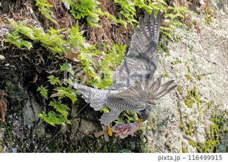 飛びながら食事するハヤブサ 116499915
