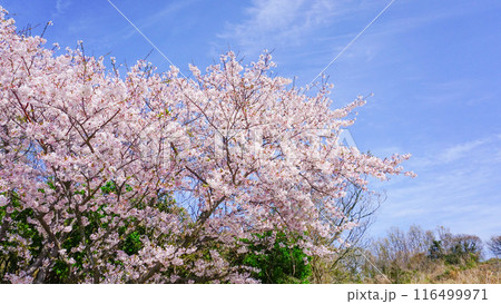 粟嶋神社の満開の桜 粟嶋神社の満開の桜 116499971