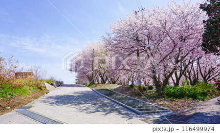 粟嶋神社の満開の桜 粟嶋神社の満開の桜 116499974