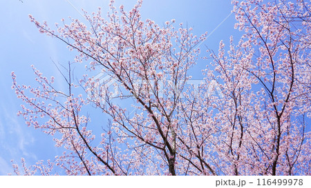 粟嶋神社の満開の桜 粟嶋神社の満開の桜 116499978