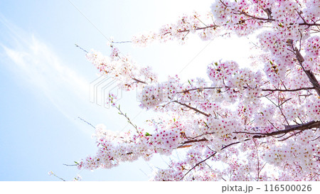 粟嶋神社の満開の桜 粟嶋神社の満開の桜 116500026