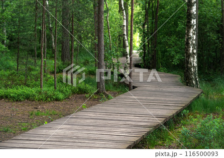 wooden sidewalk on an educational nature trail in the forest 116500093